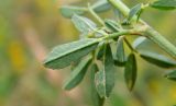 Medicago falcata. Лист (нижняя сторона). Республика Адыгея, г. Майкоп, южная окраина города, хребет Нагиеж-Уашх, поляна среди дубово-буково-грабового леса возле берега р. Белая. 03.07.2016.