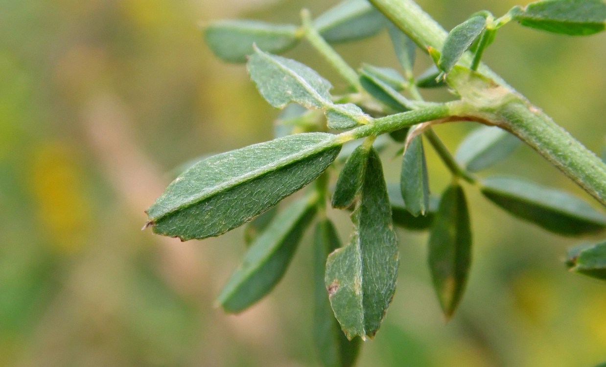 Изображение особи Medicago falcata.