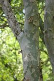 Pinus gerardiana. Часть скелетной ветви. Южный берег Крыма, Никитский ботанический сад, в культуре. 22 июня 2016 г.