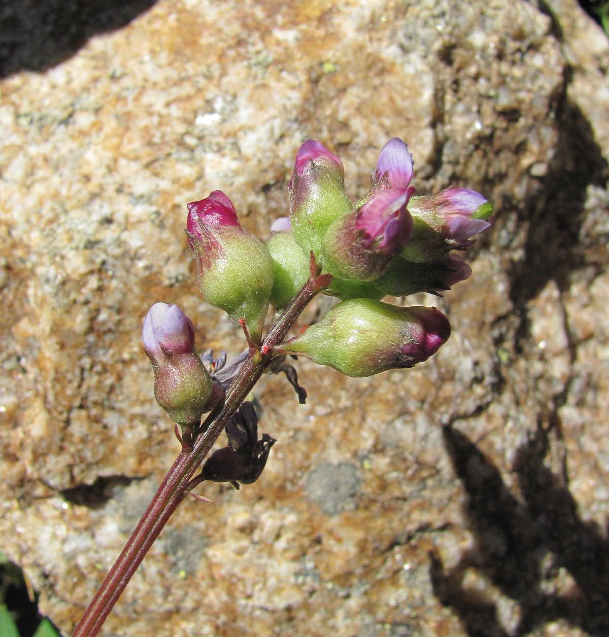 Image of Astragalus brachytropis specimen.