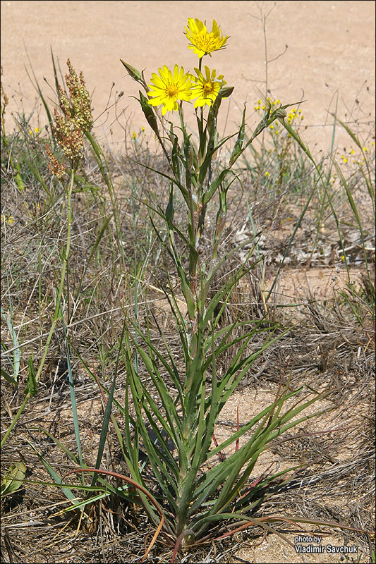 Image of Tragopogon dasyrhynchus var. daghestanicus specimen.