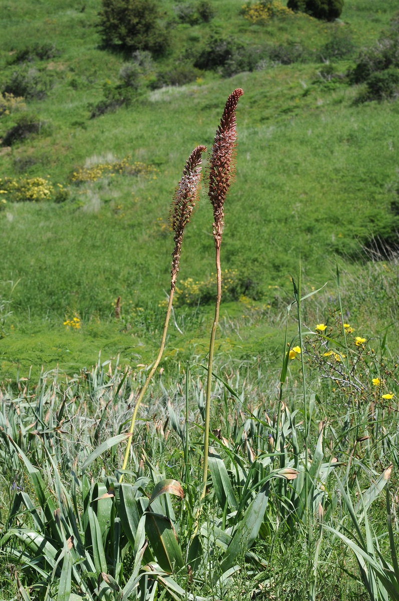 Image of Eremurus regelii specimen.