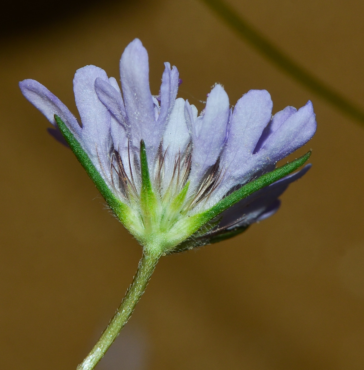 Image of Sixalix arenaria specimen.