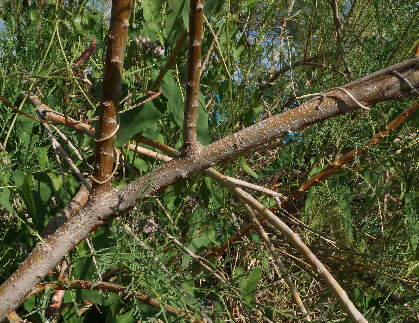 Image of Tamarix ramosissima specimen.