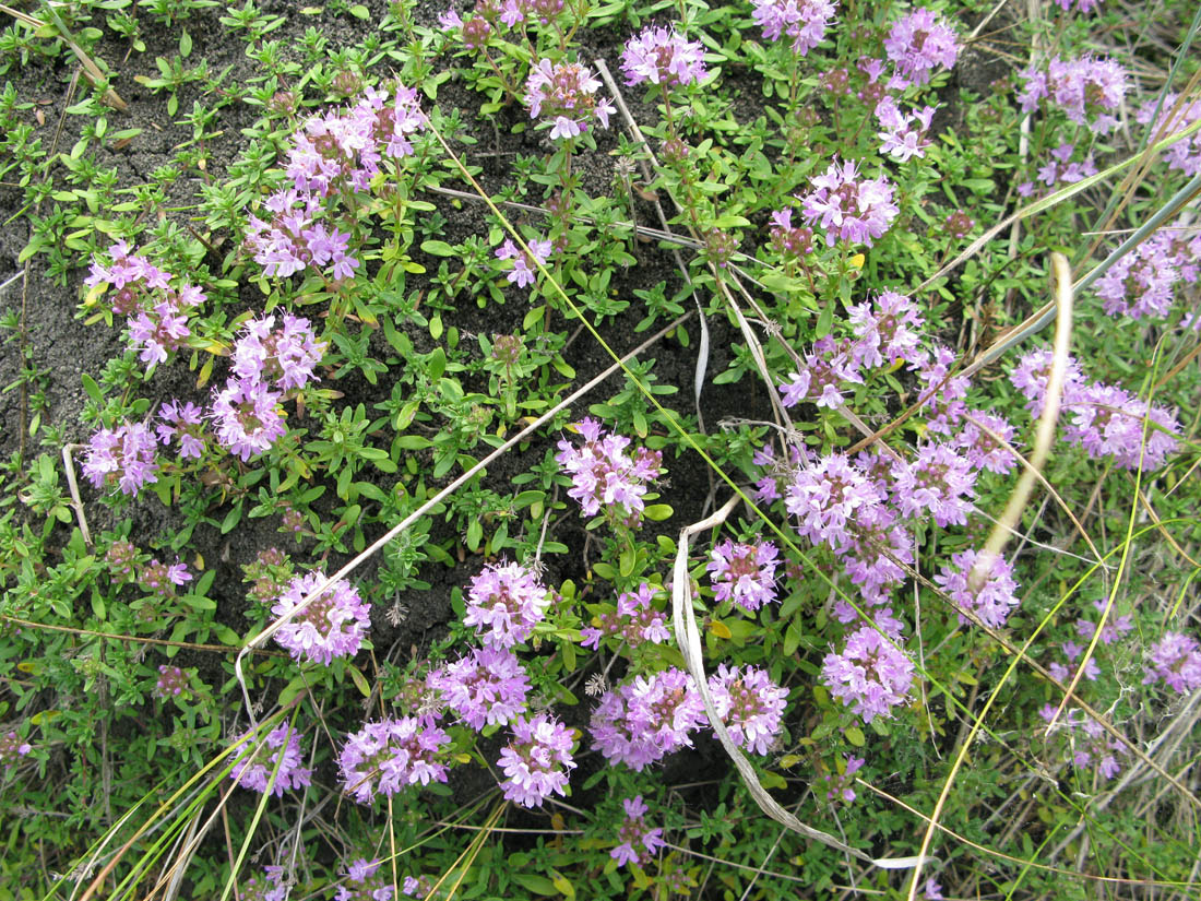 Image of Thymus dubjanskyi specimen.