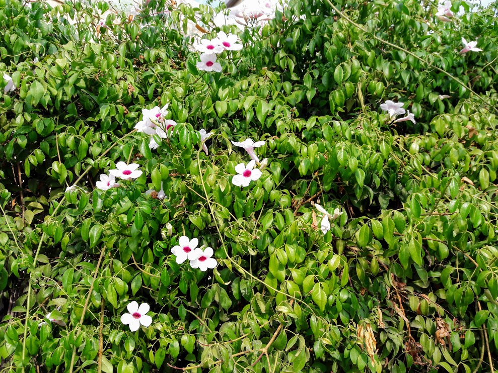 Image of Pandorea jasminoides specimen.