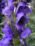 Aconitum altaicum