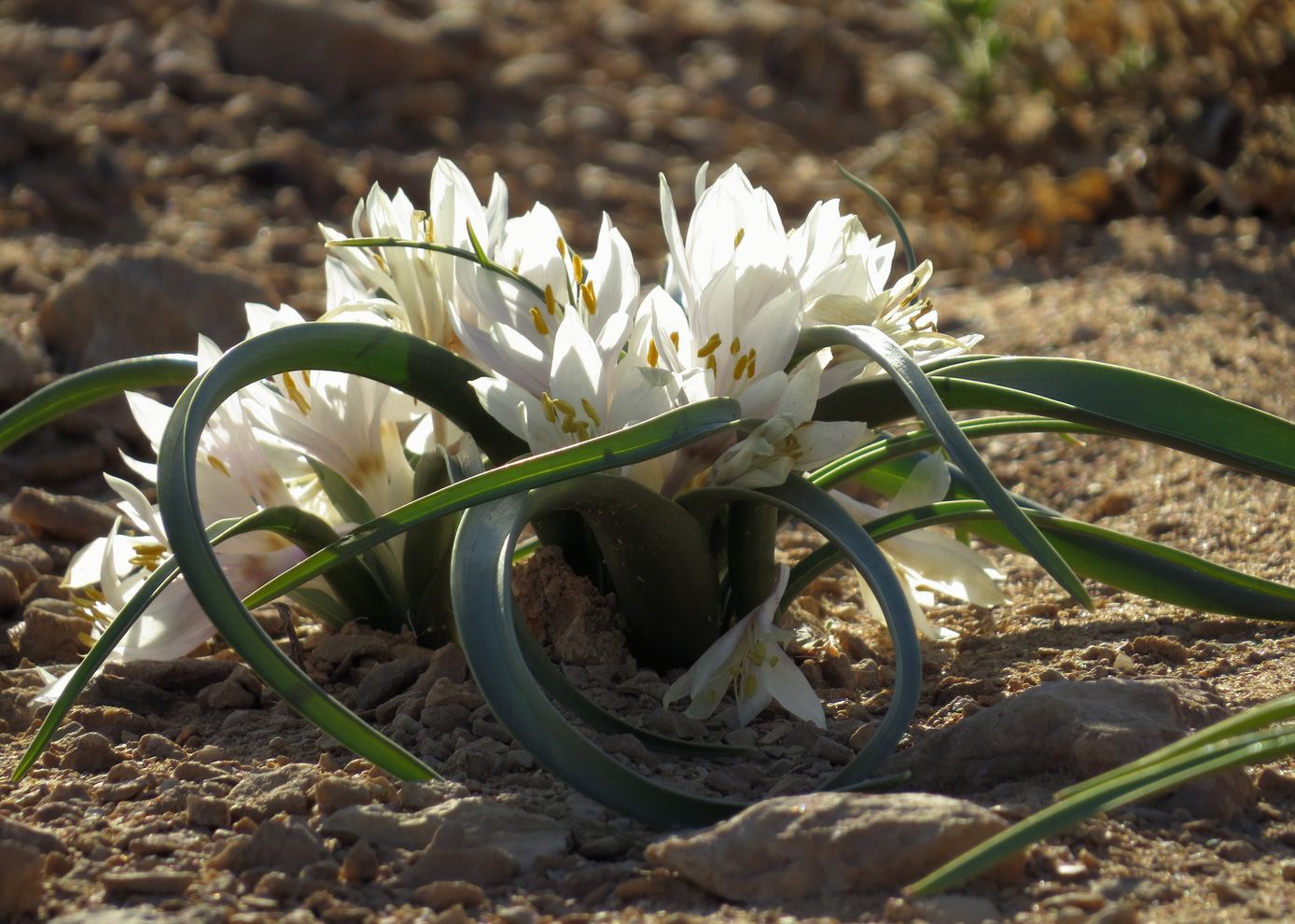 Изображение особи Colchicum ritchiei.