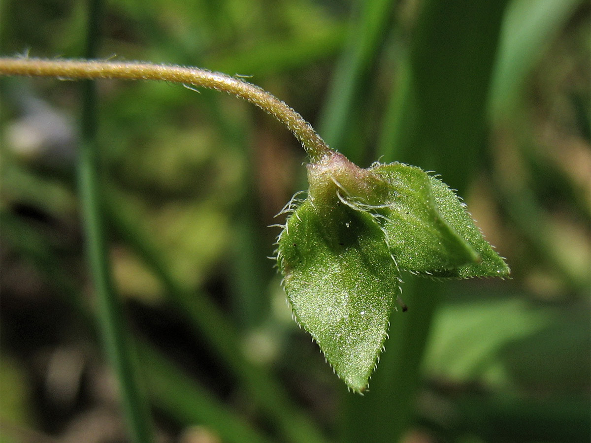 Image of Veronica persica specimen.