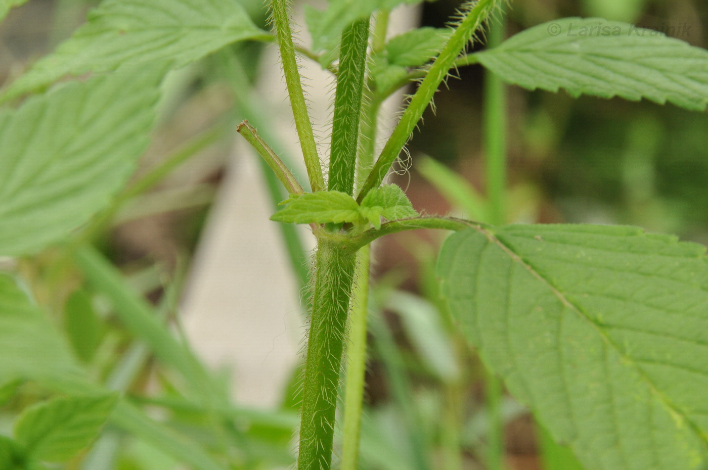 Image of Galeopsis bifida specimen.