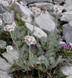 Achillea ambrosiaca