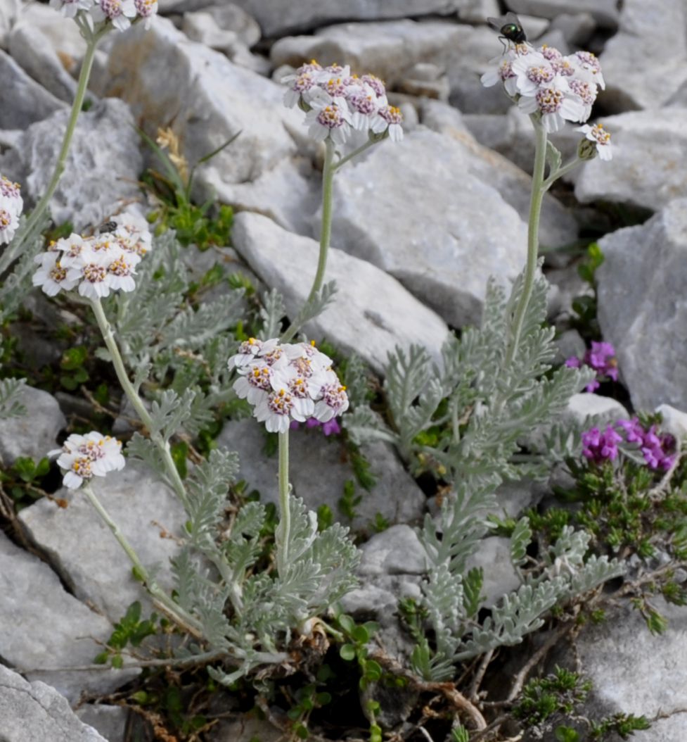 Image of Achillea ambrosiaca specimen.