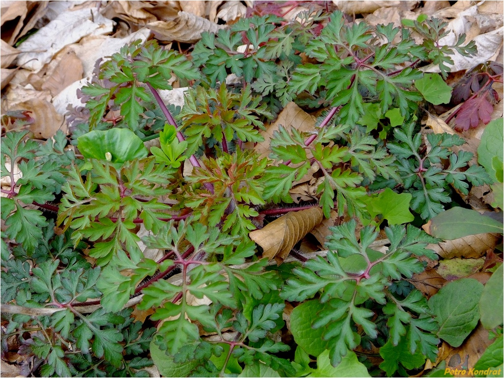 Image of Geranium robertianum specimen.