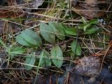 Veronica officinalis. Перезимовавшее растение. Пермский край, г. Пермь, Кировский р-н, сосновый бор. 16.04.2017.