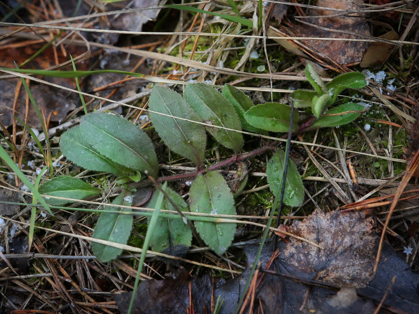 Image of Veronica officinalis specimen.