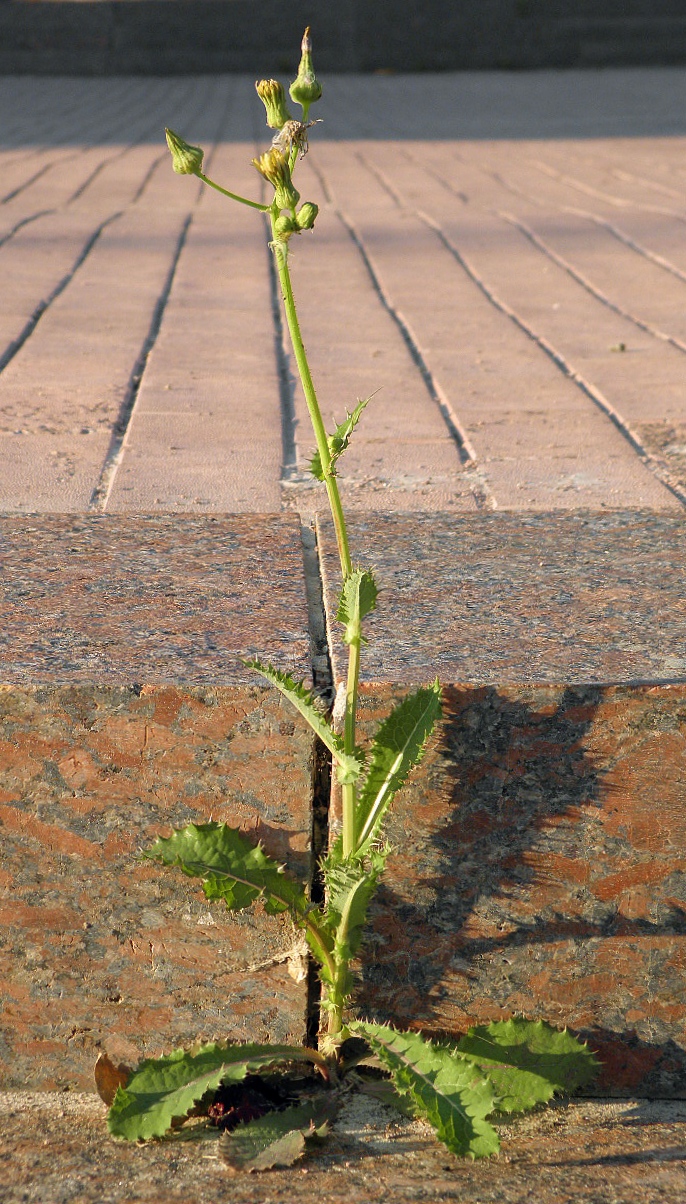 Image of Sonchus asper specimen.