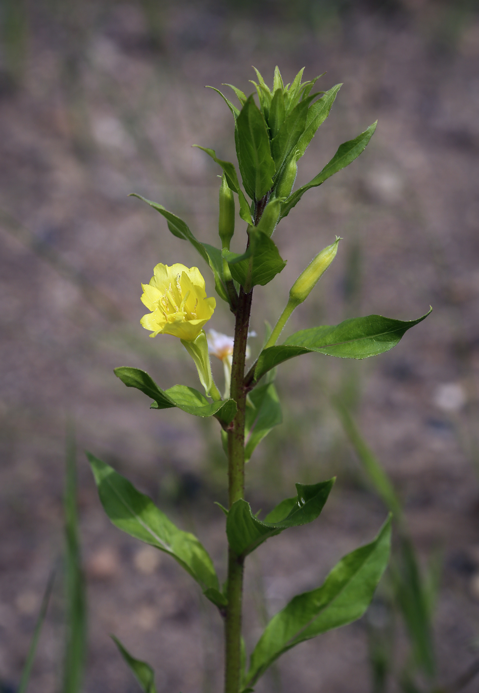 Изображение особи Oenothera rubricaulis.