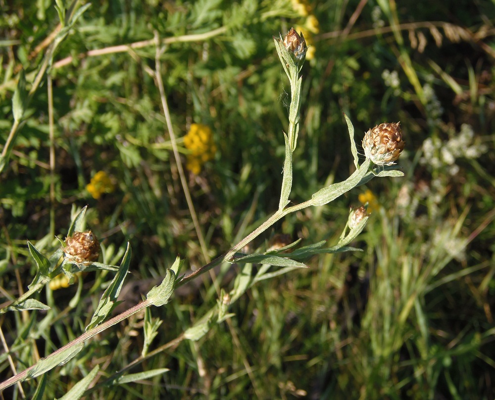 Image of Centaurea jacea specimen.