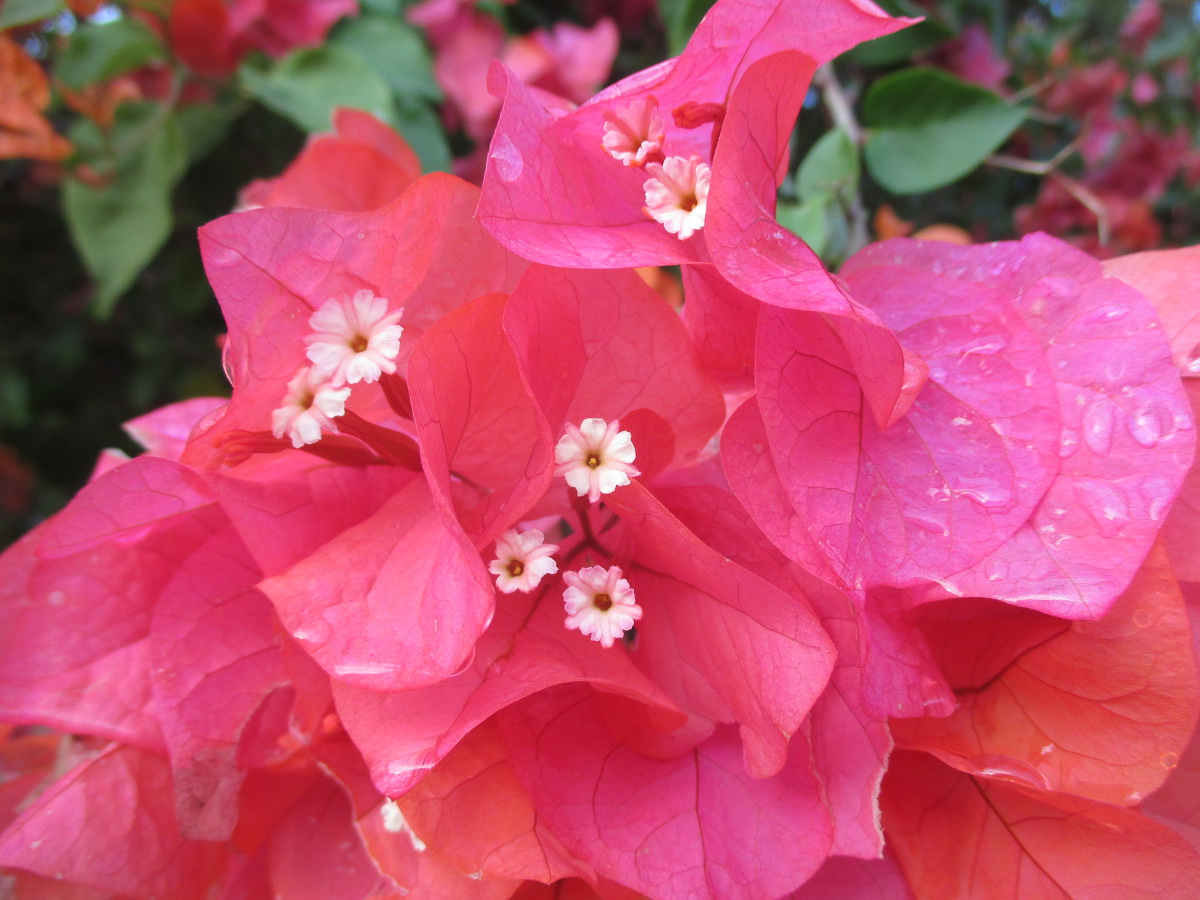 Image of Bougainvillea glabra specimen.