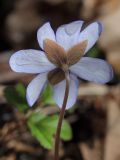 Hepatica nobilis