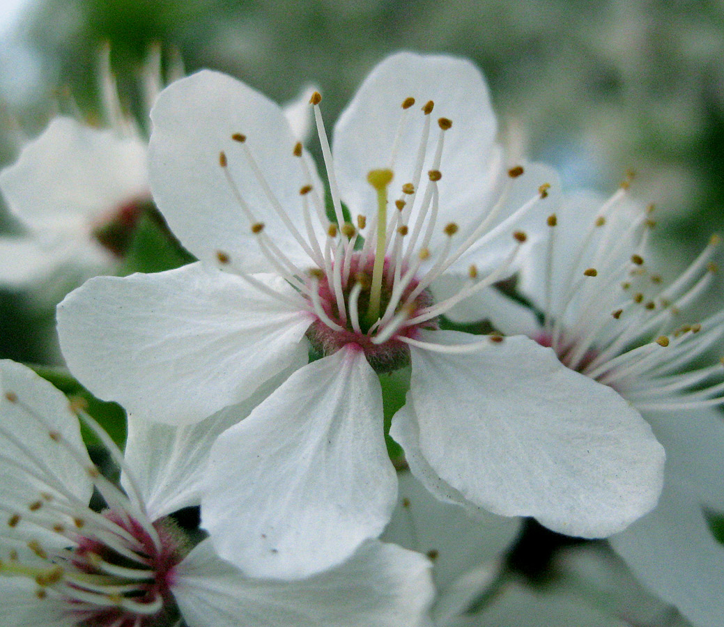 Image of Prunus cerasifera specimen.