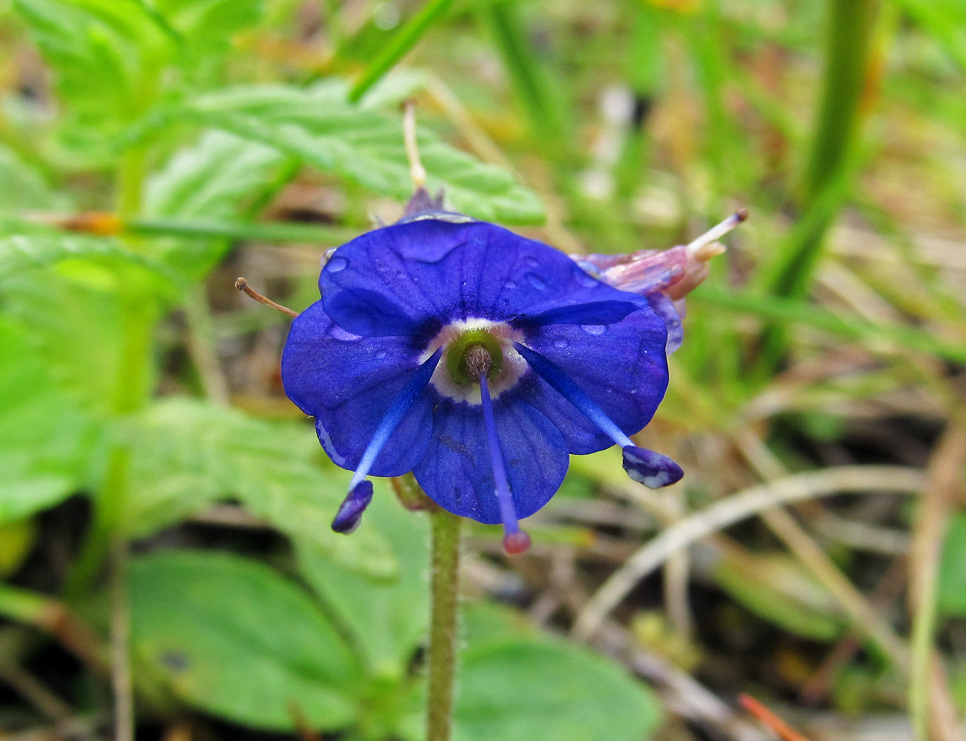 Изображение особи Veronica grandiflora.