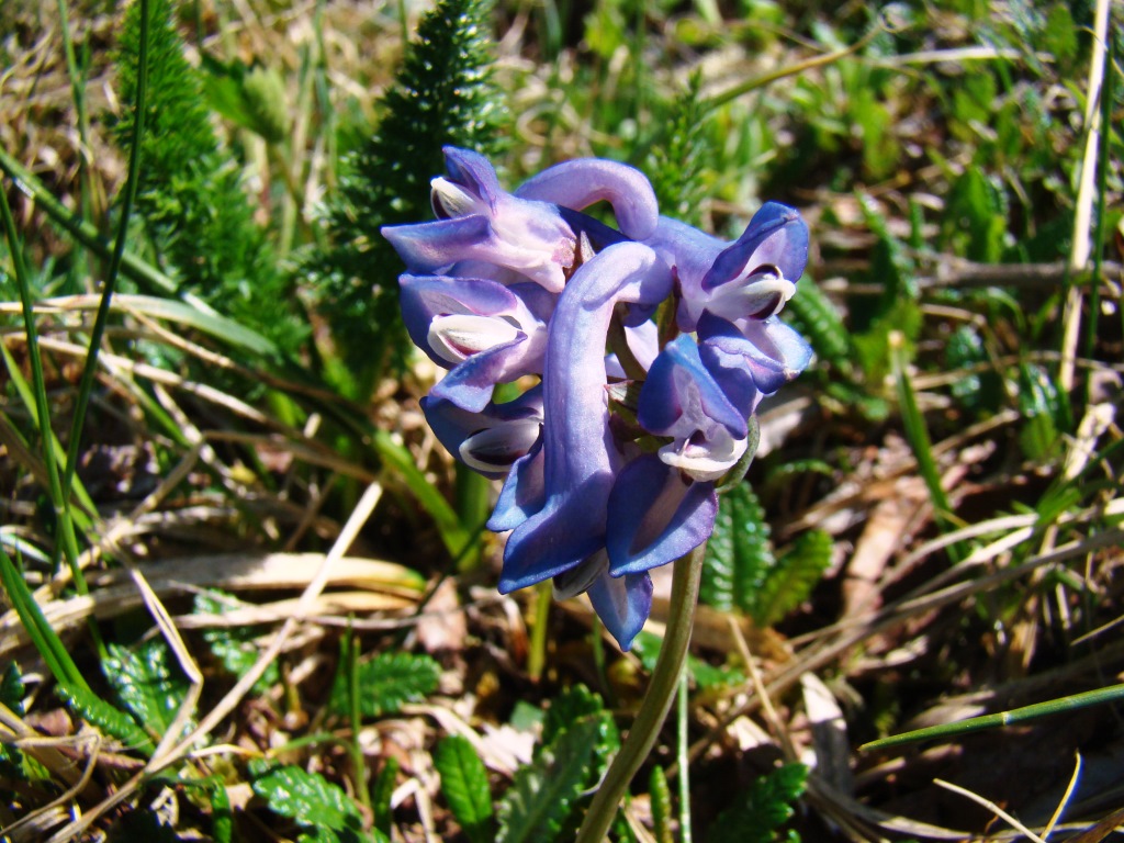 Image of Corydalis pauciflora specimen.