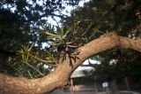 Podocarpus macrophyllus. Часть ветви. Китай, Гуанчжоу, территория мечети Huaisheng Mosque. 27 февраля 2016 г.