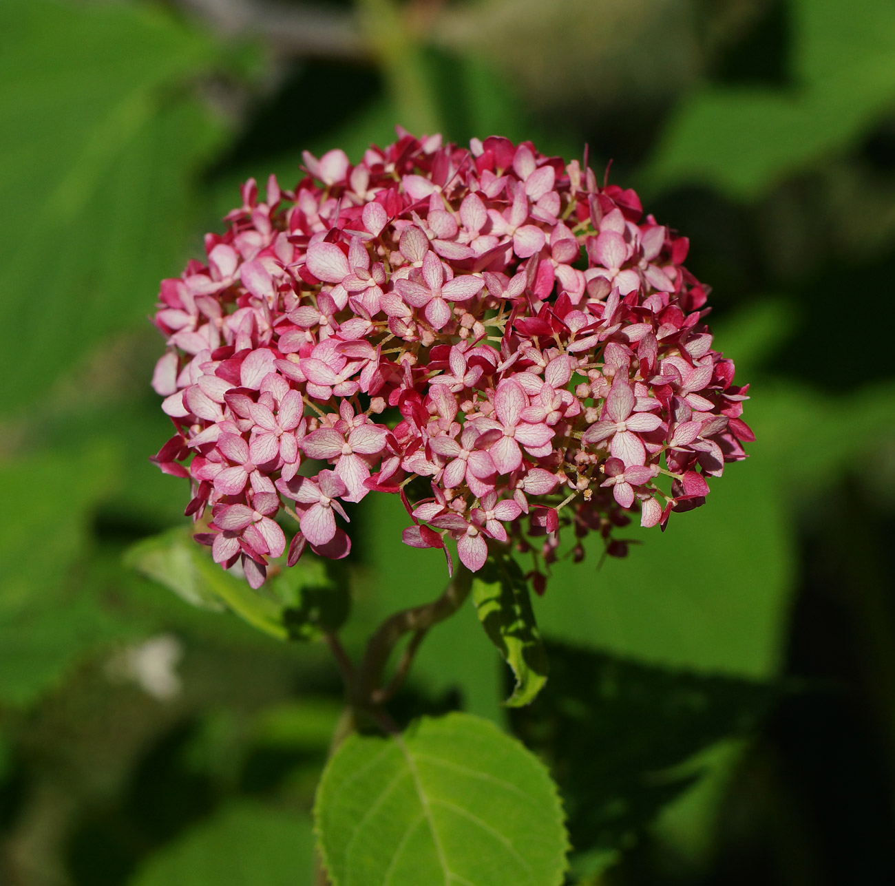 Image of Hydrangea arborescens specimen.