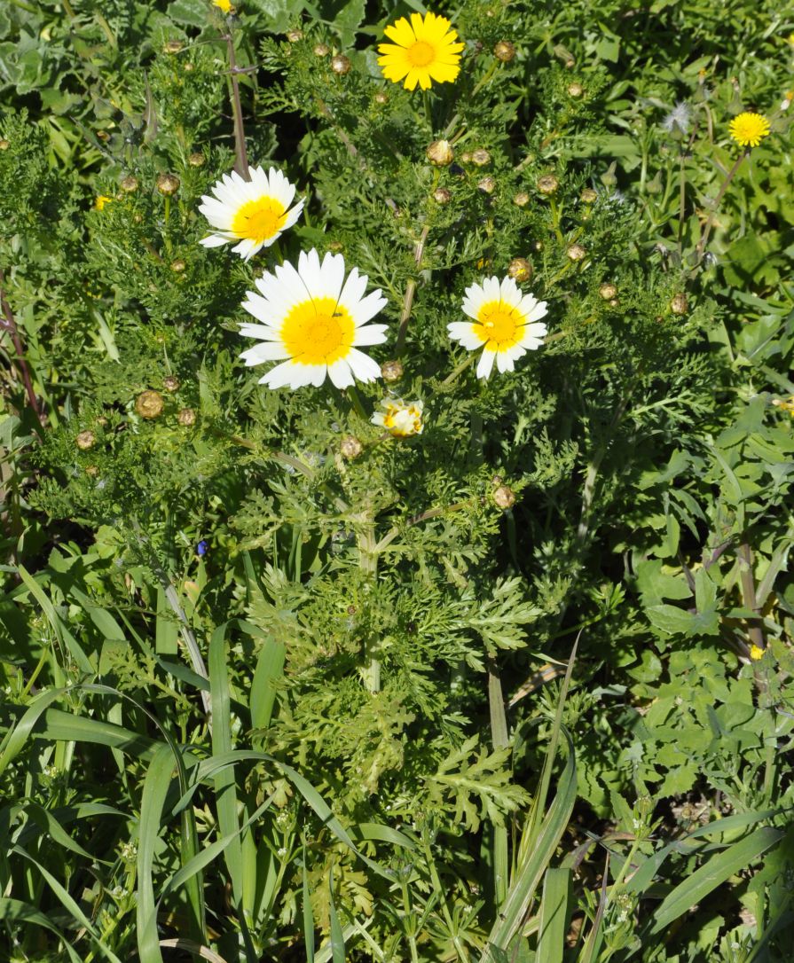 Image of Glebionis coronaria specimen.