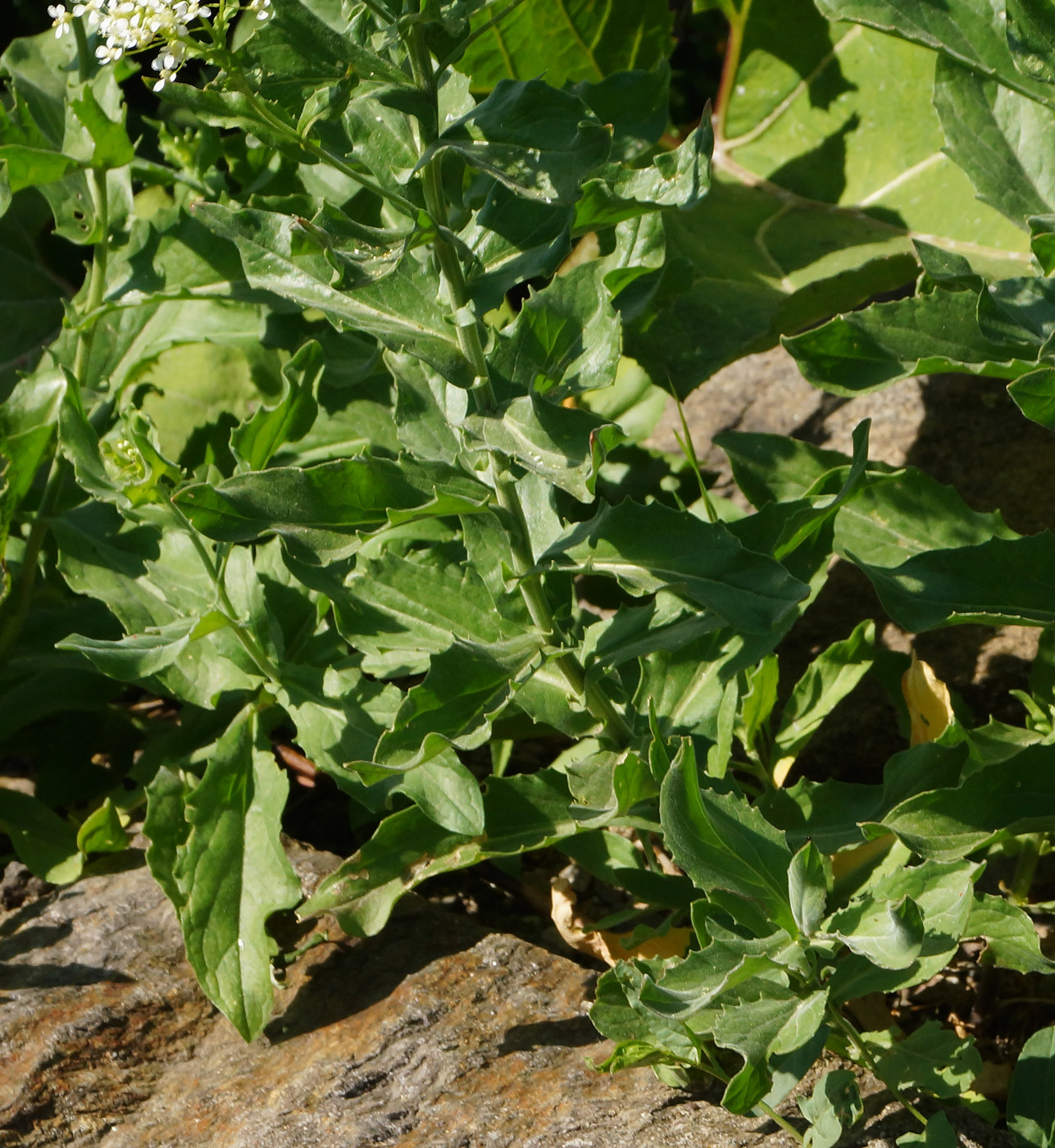 Image of Cardaria draba specimen.