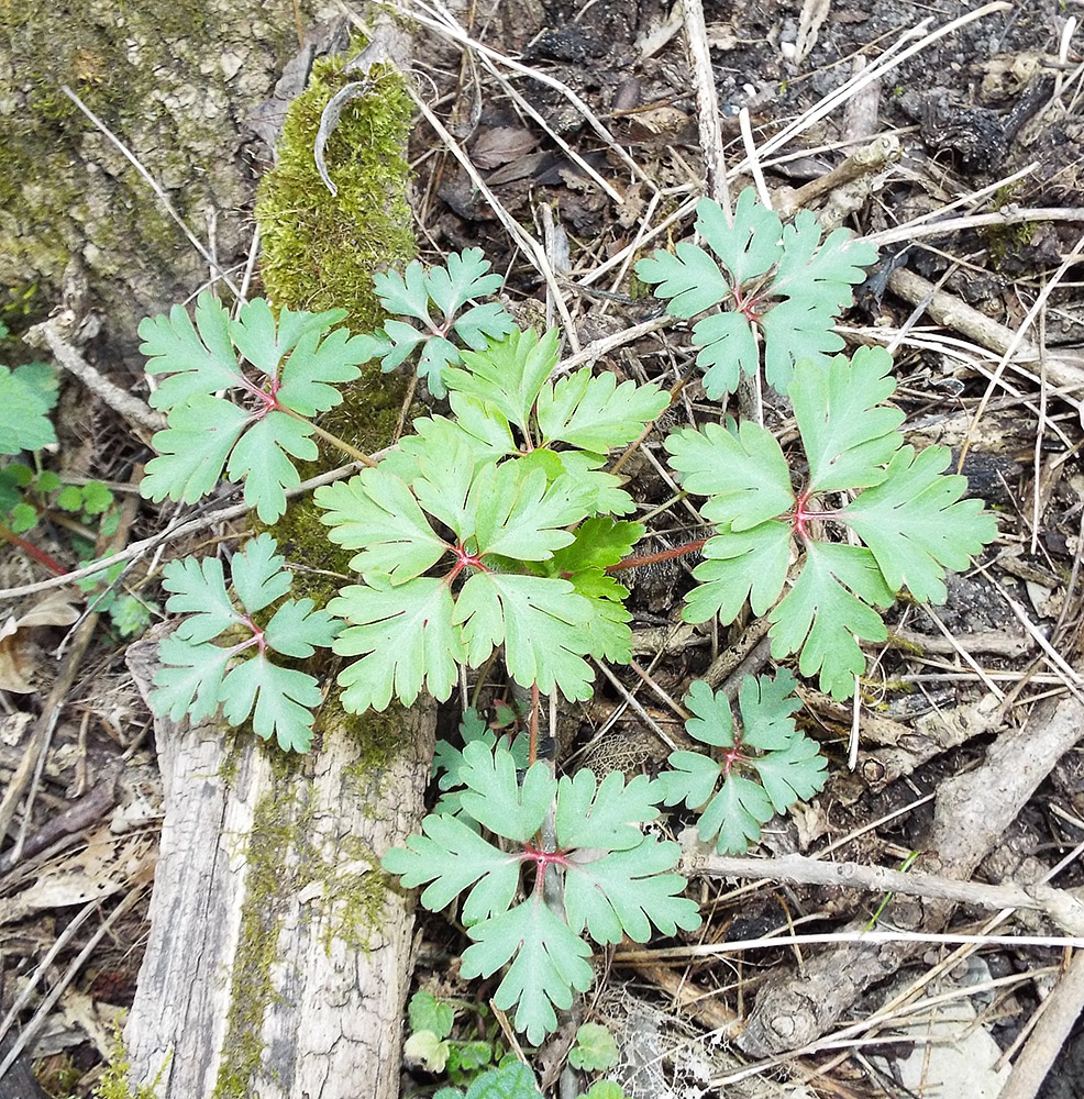 Image of Geranium robertianum specimen.