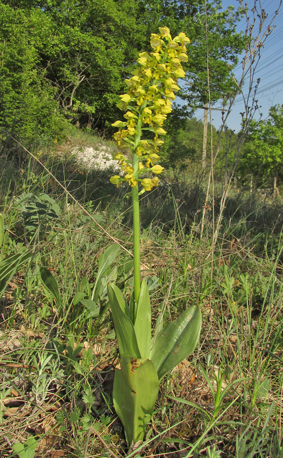 Image of Orchis punctulata specimen.