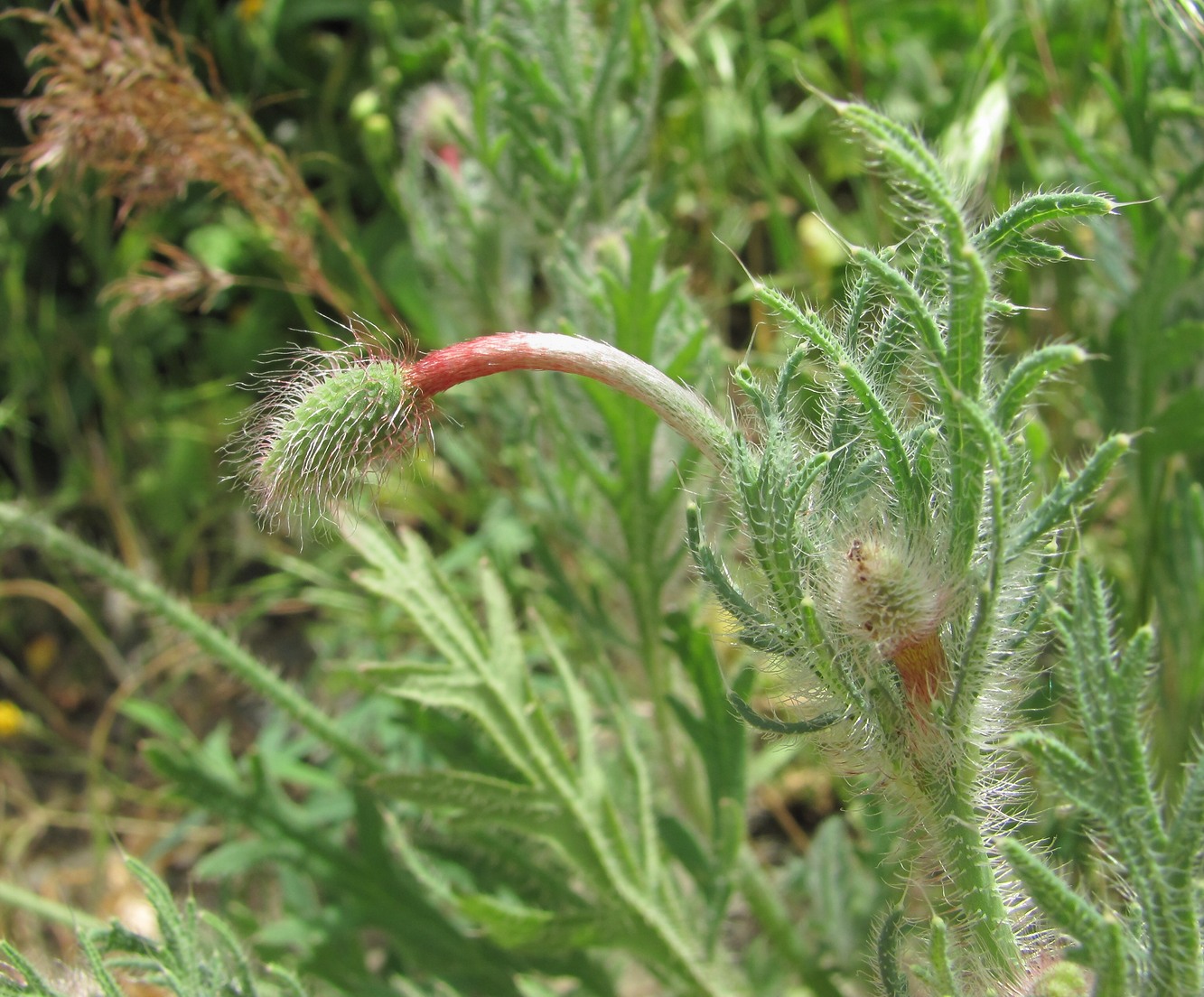 Image of Papaver hybridum specimen.