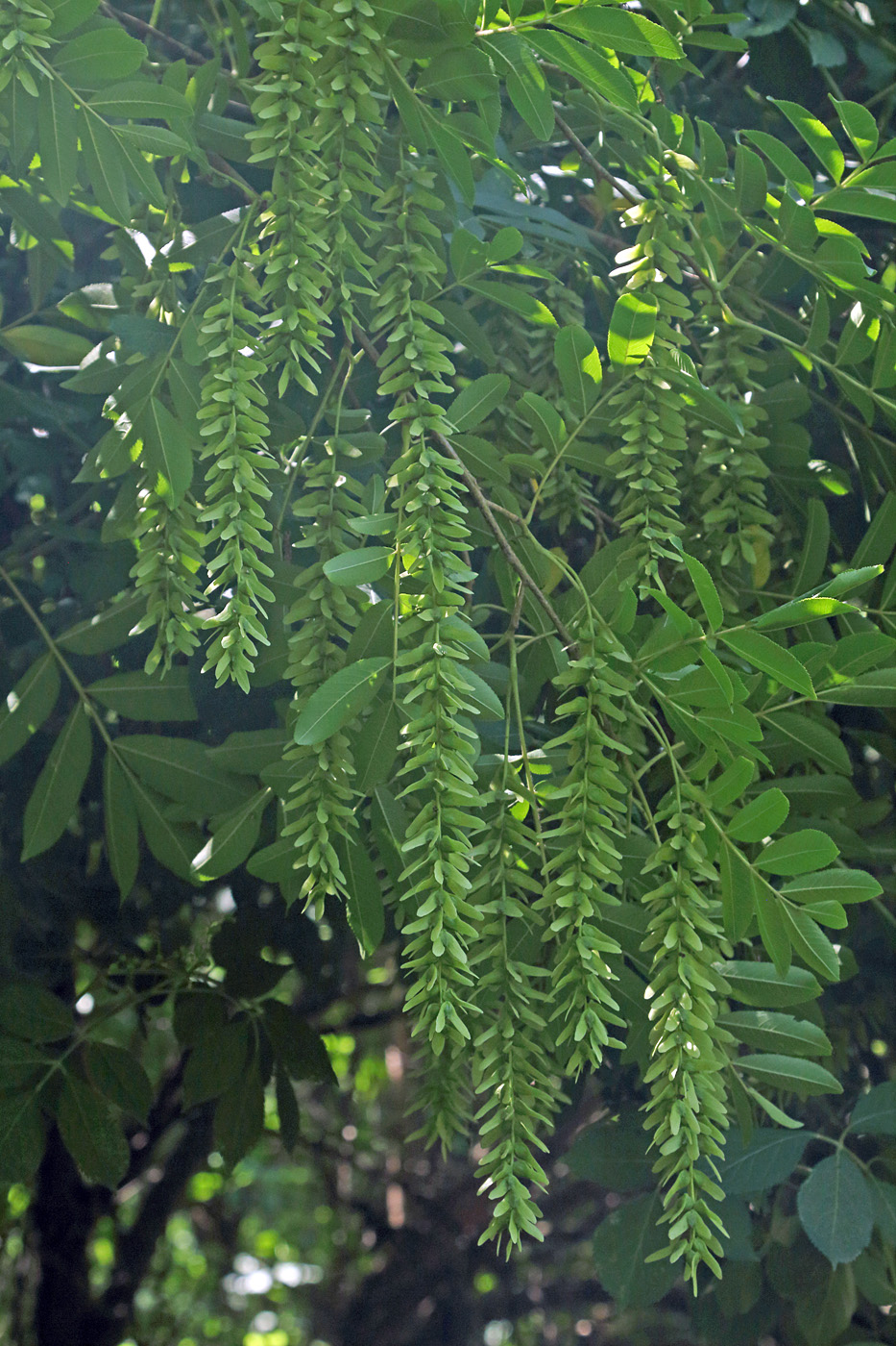 Image of Pterocarya stenoptera specimen.