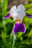 View full-size image Iris × hybrida