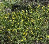 Ranunculus bullatus подвид cytheraeus. Цветущие растения. Республика Кипр, епархия Левкосия (επαρχία Λευκωσίας), г. Никосия (Λευκωσία), Национальный Лесной парк Аталасса (Εθνικό Δασικό Πάρκο Αθαλάσσας), 31.10.2018.