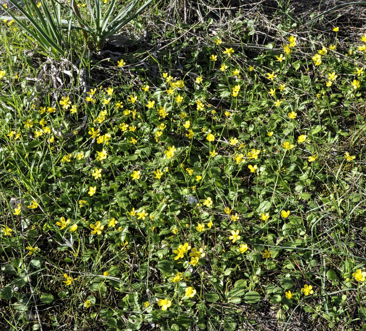 Image of Ranunculus bullatus ssp. cytheraeus specimen.