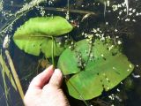 Nuphar japonica