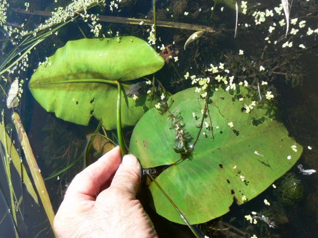 Image of Nuphar japonica specimen.