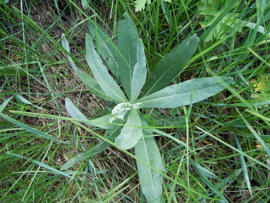 Изображение особи Cirsium incanum.