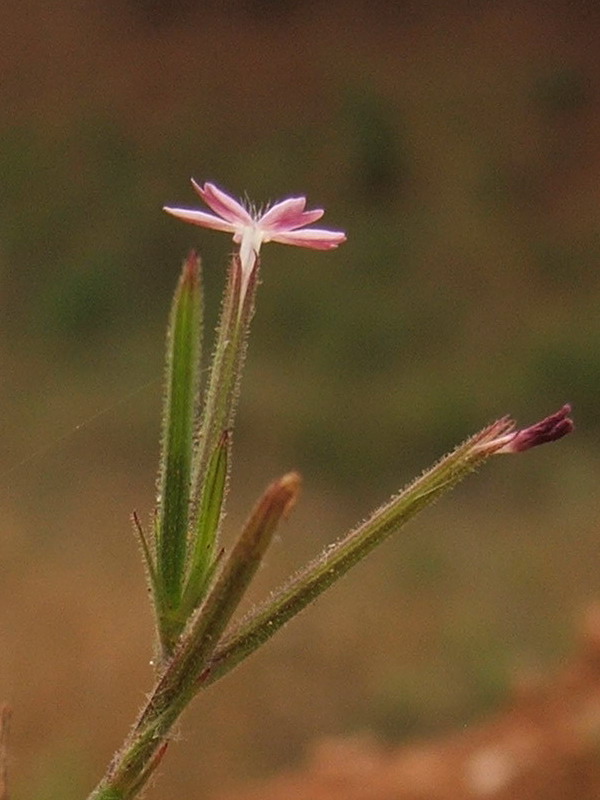 Image of Velezia rigida specimen.