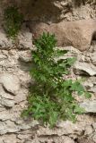 Sisymbrium loeselii. Вегетирующее растение. Псков, нижняя часть разрушающейся крепостной стены. 12.05.2019.
