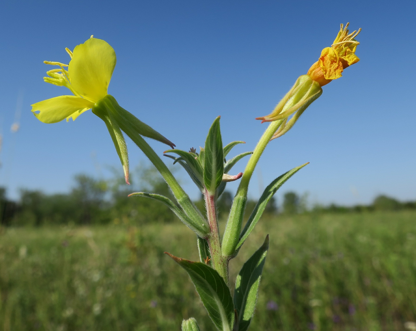 Image of Oenothera depressa specimen.