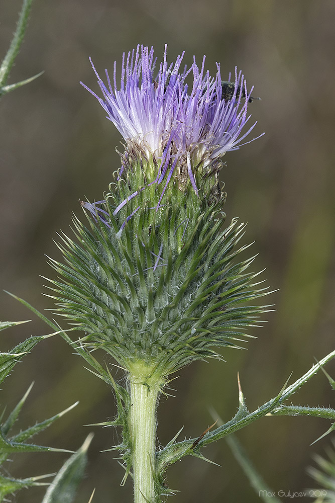 Image of Cirsium serrulatum specimen.