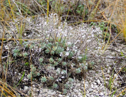 Image of Alyssum lenense specimen.