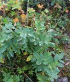 Astragalus frigidus