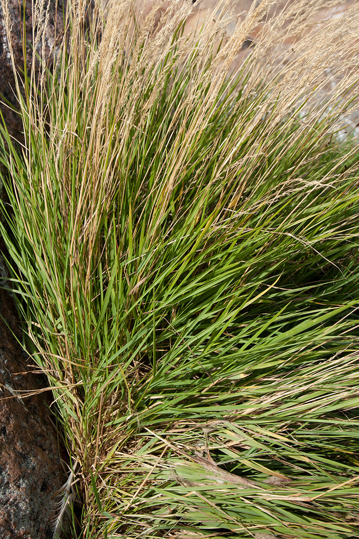 Image of Agrostis straminea specimen.