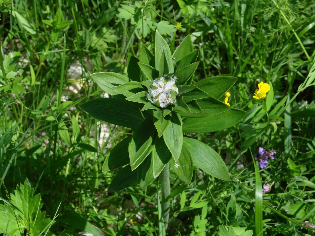 Image of Lilium pilosiusculum specimen.