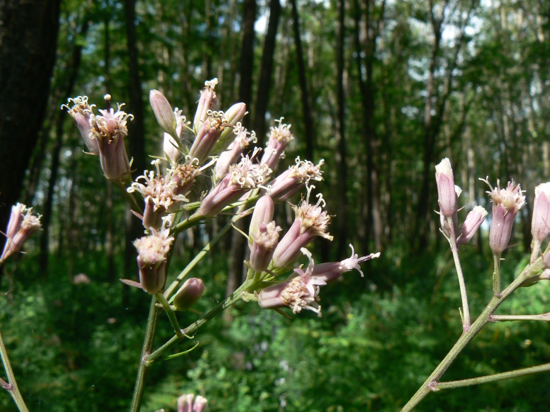 Image of Syneilesis aconitifolia specimen.